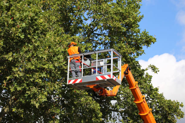 Best Tree Maintenance Programs  in Oakwood, OH